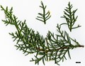 SpeciesSub: var. arizonica